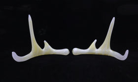 Single Glass Deer Antlers with Cremation Ash
