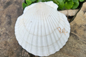 shell with cremation ash
