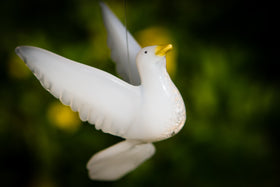 white dove with cremains