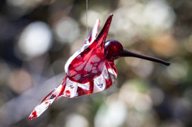 red hummingbird with ash