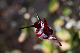 red hummingbird with ash