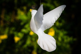 white dove with cremains