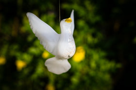 white dove with cremains
