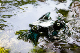 glass frog with cremation ash