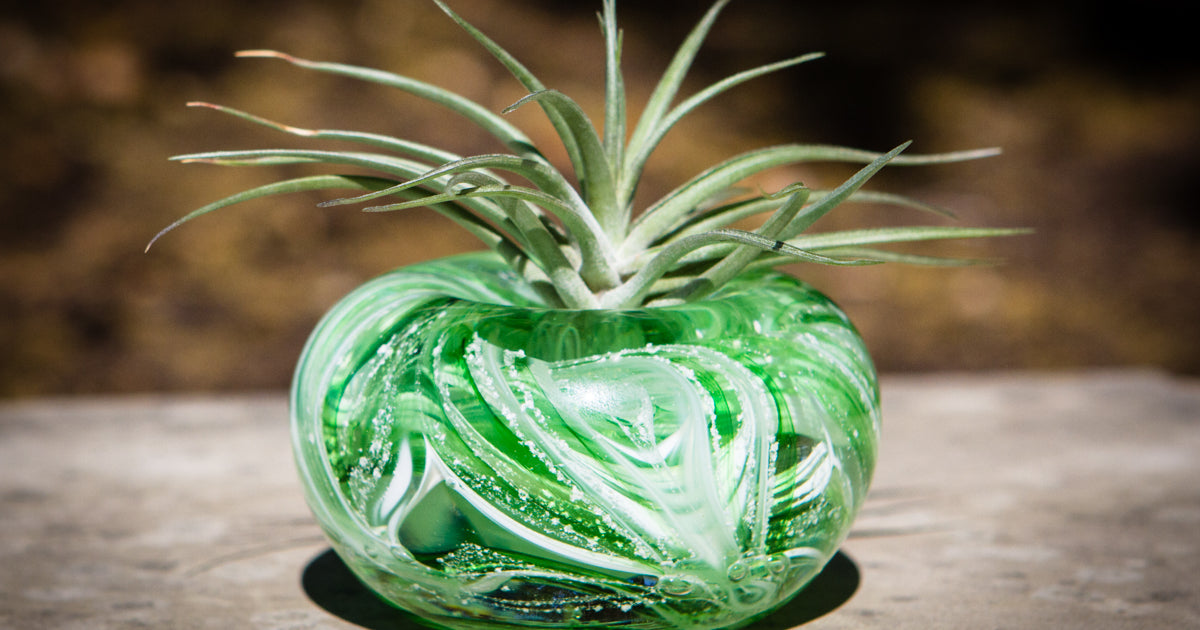 namaste dead air plant Medium Air Plant Planter with Cremation Ashes