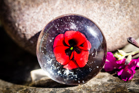 poppy flower with cremation ash in glass