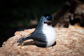 chickadee bird with cremation ashes