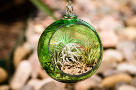 Memorial Glass Air Plant Holder Ashes Into Glass