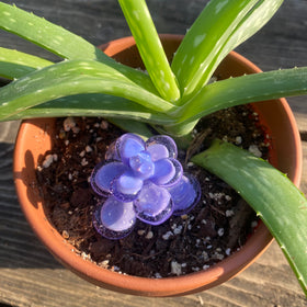 succulent flower