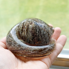 tortose shell