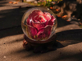 Large Frosted Rose with Wooden Base and Cremation Ashes