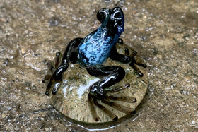 glass peeper frog with cremation ash