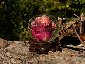 Large Frosted Rose with Wooden Base and Cremation Ashes