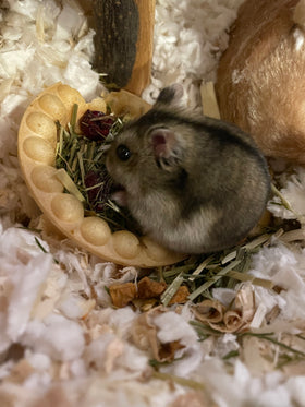 hamster with ashes