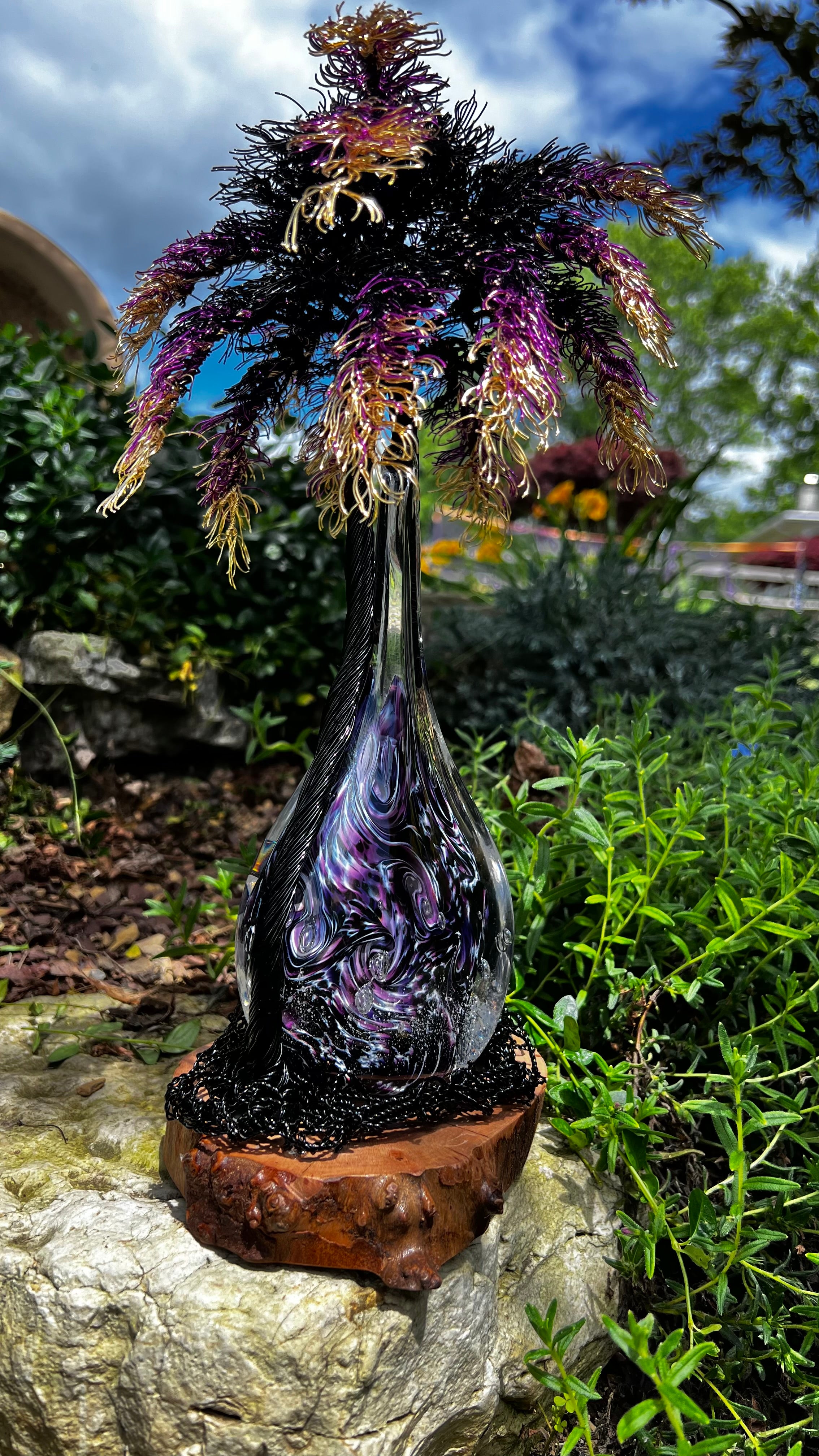 ponytail palm after flowering Ponytail Palm Tree with Purple Nebula Flame