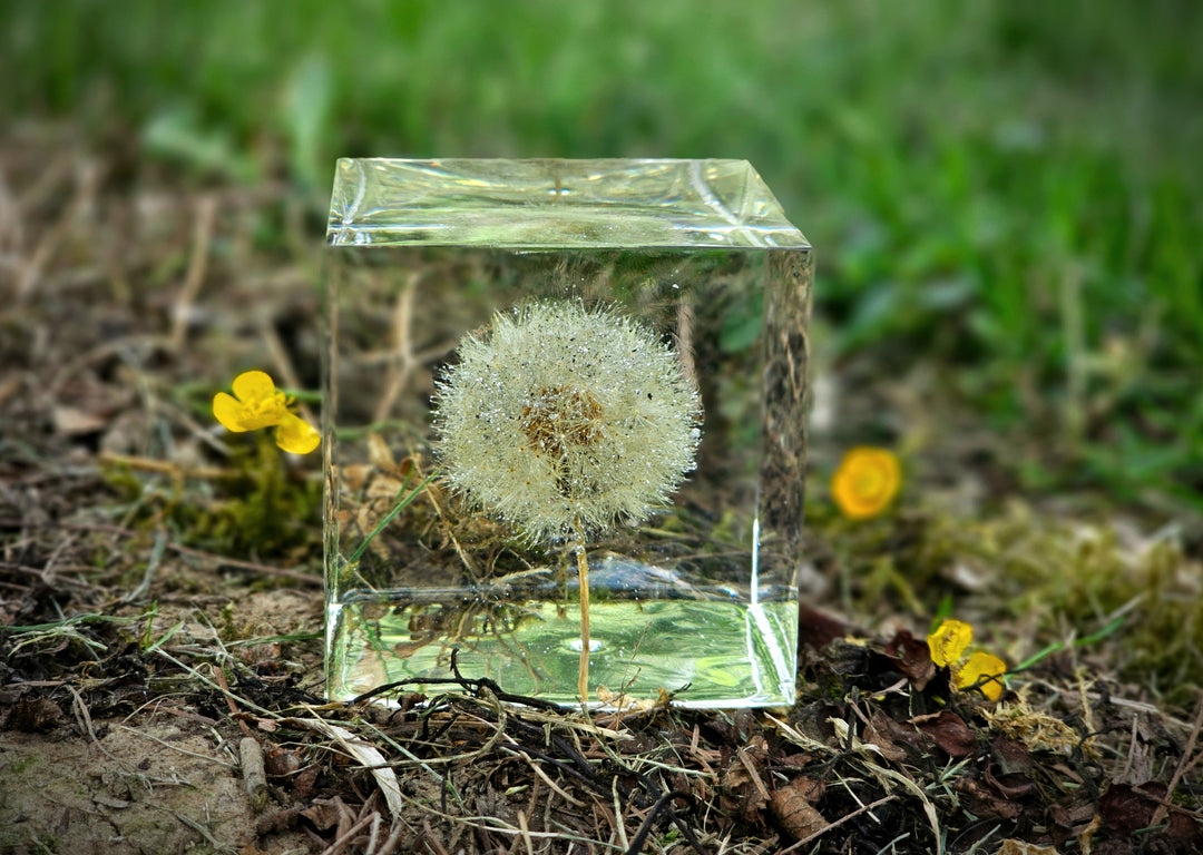 Dandelion preserved in a clear cube on a natural background