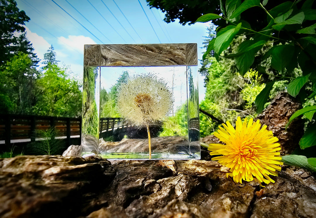 Mirror reflecting a dandelion with a yellow dandelion in front on a wooden surface.