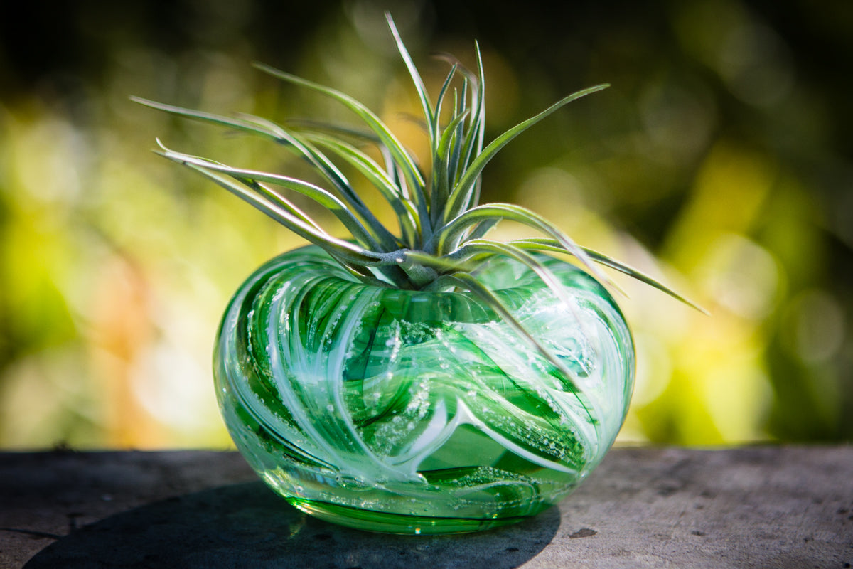 Medium Air Plant Planter with Cremation Ashes