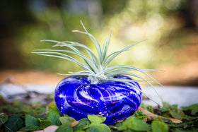 ashes into glass memorial planter