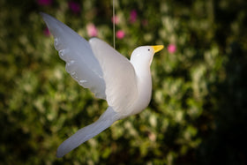 white dove with cremains
