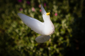 white dove with cremains