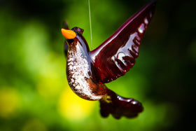 flying cardinal with ashes