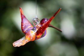 red rainbow hummingbird