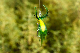 Bee Eater Bird with Silver Keepsake for Ashes