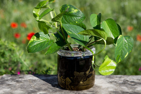 ashes into glass memorial planters