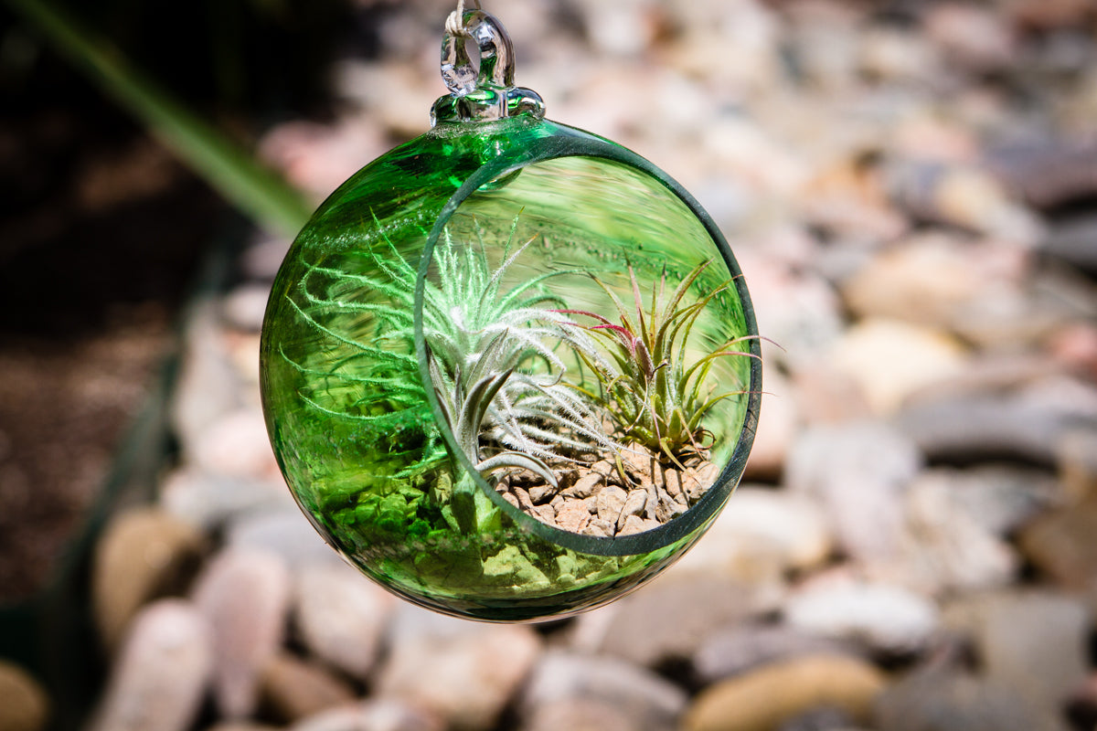 hanging air plant holders Hanging Memorial Planter for Succulents and Air Plants