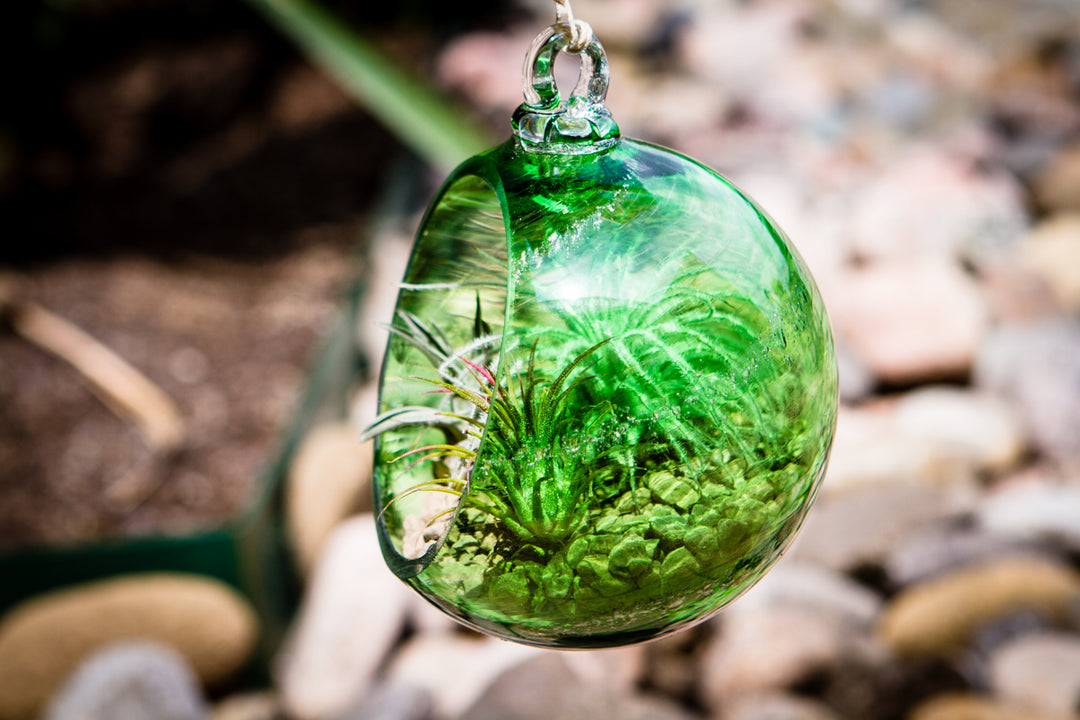 Memorial Glass Air Plant Holder Ashes Into Glass