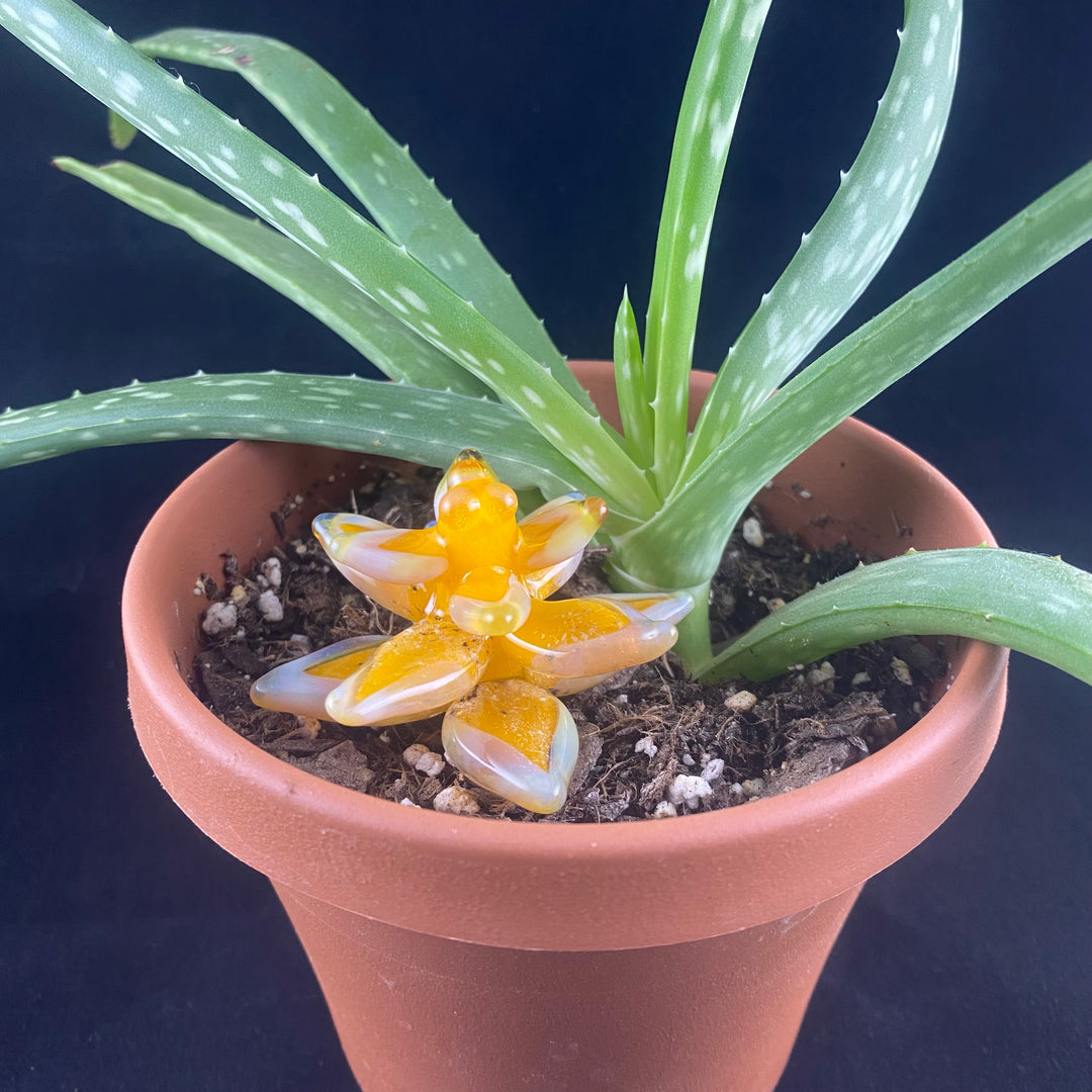Glass succulent flower memorial containing cremation ashes in its petals