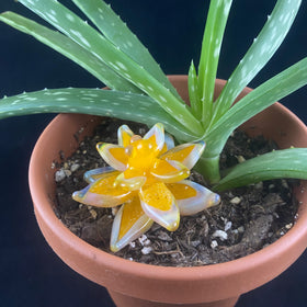 glass succulent with cremation ash