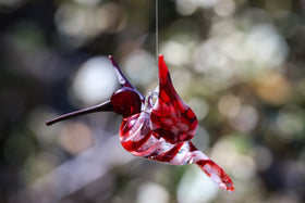 red hummingbird with ash